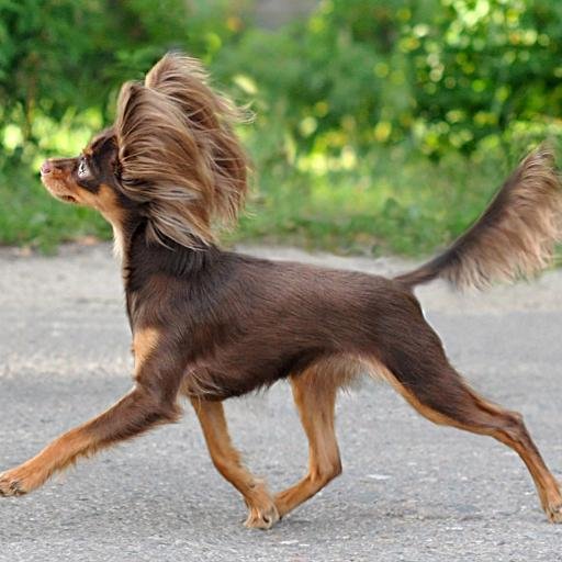 Russian Toy Terrier Short Hair
